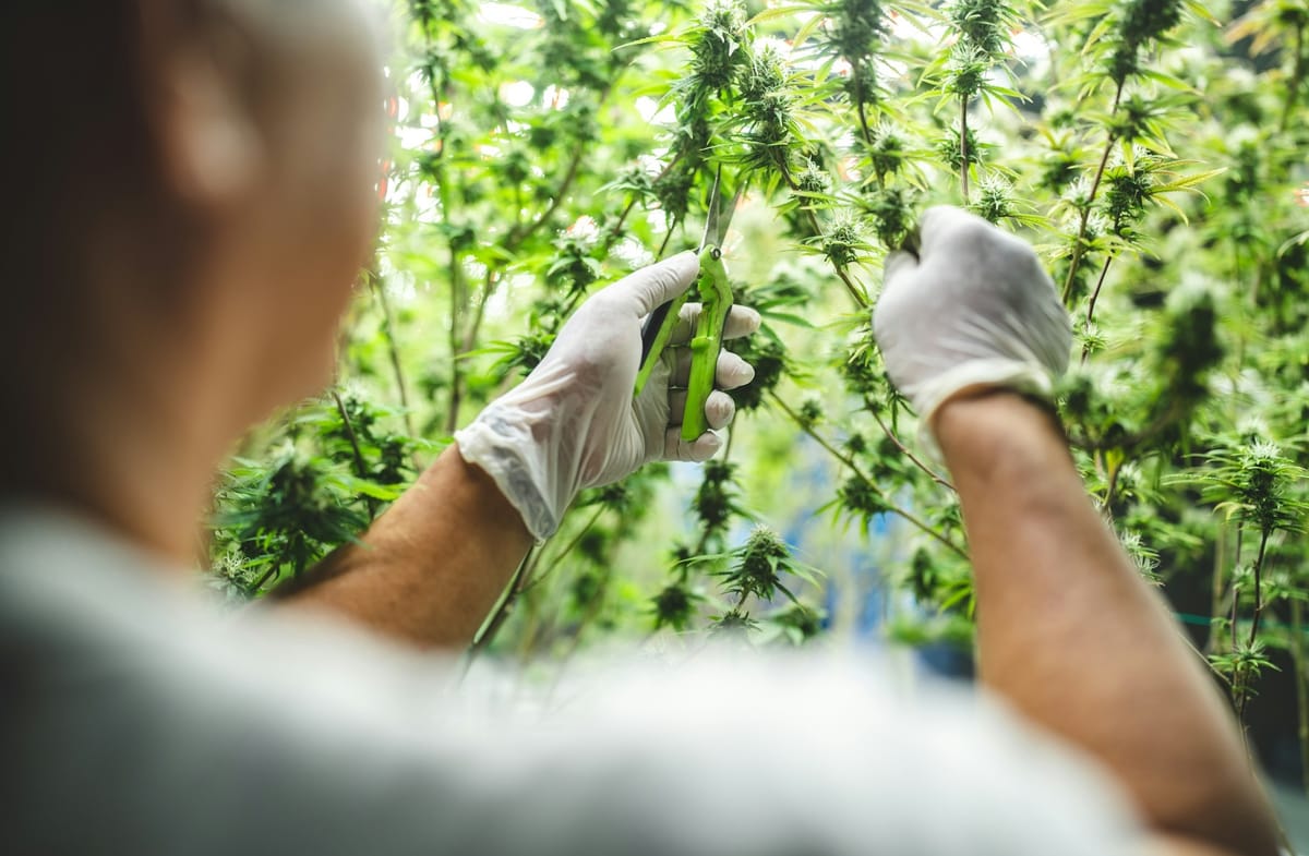 Tennessee Governor Signs Sweeping Hemp Crackdown into Law